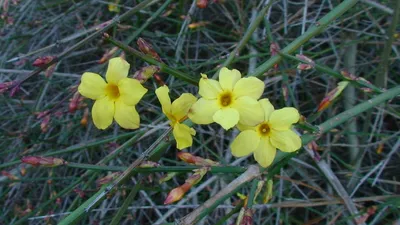 Жасмин голоцветковый (Jasminum nudiflorum) — описание, выращивание, фото |  на LePlants.ru