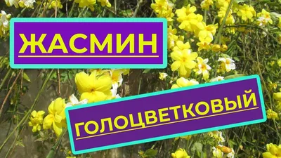 Жасмин голоцветковый – Одеський ботанічний сад