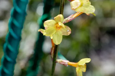 Жасмин голоцветковый или зимний (Jasminum nudiflorum). Лиственный куст с  длинными как у лианы, тонкими, ниспадающими побегами, которые нуждаются в  опоре.... | By Велес Садовый Центр | Facebook