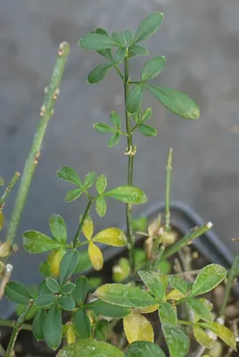 Жасмин голоцветковый (Jasminum nudiflorum) - PictureThis