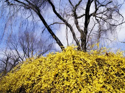 Жасмин голоцветковый (Jasminum nudiflorum) - PictureThis