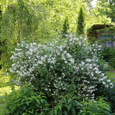 Жасмин кустарниковый (30 семян).