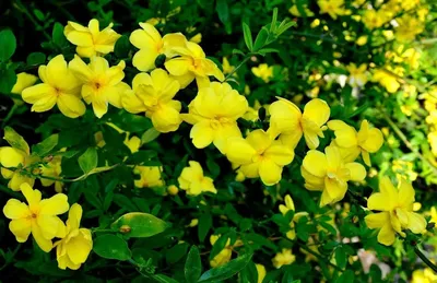 Семена Жасмин желтый кустарниковый (Jasminum fruticans), 15 штук — купить в  интернет-магазине по низкой цене на Яндекс Маркете