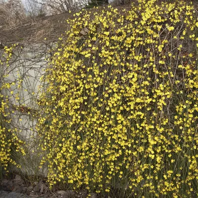 Жасмин голоцветковый (jasminum nudiflorum) — путеводитель по отдыху в Крыму