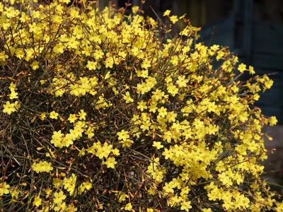 Жасмин голоцветковый (Jasminum nudiflorum) - PictureThis