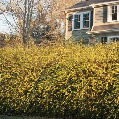 Фотография Жасмин кустарниковый (Jasminum fruticans) | Фотобанк  ГеоФото/GeoPhoto | GetImages Group