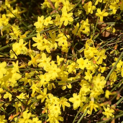 Жасмин голоцветковый или голоцветный (Jasminum nudiflorum), жасмин зимний -  «Каскады желто-солнечных цветов посреди зимы – в саду и дома. 🌞 Можно  формировать в произвольной форме. Находка для террасированных участков и  живых изгородей» | отзывы