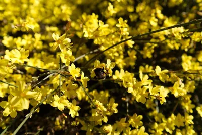 Желтый Nudiflorum жасмин Jasminum в саду Стоковое Фото - изображение  насчитывающей обваловки, стена: 195207340