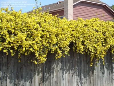 Жасмин голоцветковый или голоцветный (Jasminum nudiflorum), жасмин зимний -  «Каскады желто-солнечных цветов посреди зимы – в саду и дома. 🌞 Можно  формировать в произвольной форме. Находка для террасированных участков и  живых изгородей» | отзывы