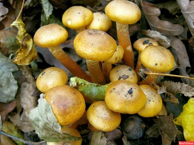 Hypholoma fasciculare, Опенок (ложный опенок) серно-желтый