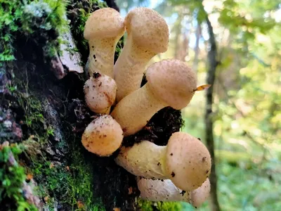 Желтые грибы на пне (36 фото) - 36 фото