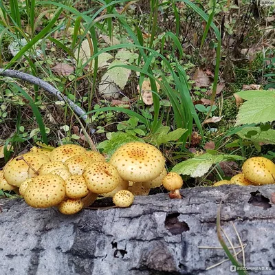 Файл:Hypholoma fasciculare LC0091.jpg — Википедия