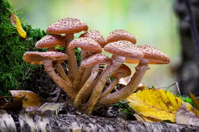 В Беловежской пуще рассказали, как распознать осенние опята среди других  грибов