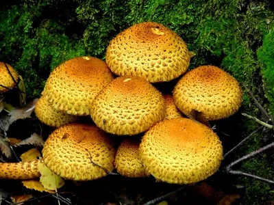 Сыроежка: описание гриба, где растет, виды, съедобность, фото в лесу