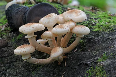 Ядовитые двойники: как отличить ложные и съедобные грибы, похожие на опята  | 07.10.2023 | Yakutsk.ru