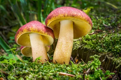 Гигрофор или ядовитые опята: в сети спорят о грибах в киевских лесах: в  сети спорят о грибах в киевских лесах