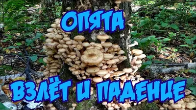 Опята и другие древесные грибы: что нужно знать