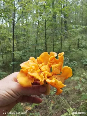Песочники желтые грибы (38 фото) - 38 фото