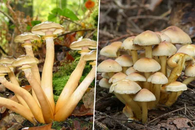 Гигрофор или ядовитые опята: в сети спорят о грибах в киевских лесах: в  сети спорят о грибах в киевских лесах