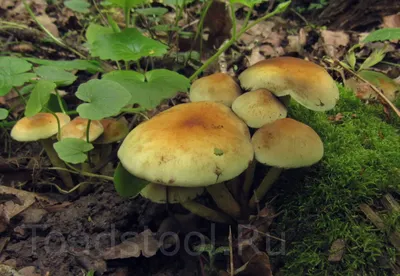 Опят – хоть косой коси»: челнинцы собирают полные корзины грибов
