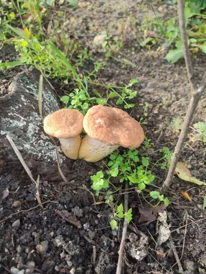 Ложные опята: фото, описание, как отличить от съедобных грибов