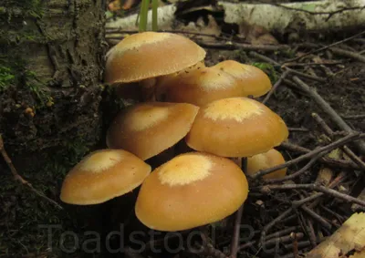 Опята и другие древесные грибы: что нужно знать