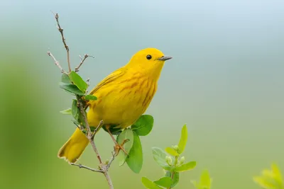 Желтая птичка в лесу - 70 фото