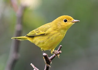 Желтая птица (46 лучших фото)