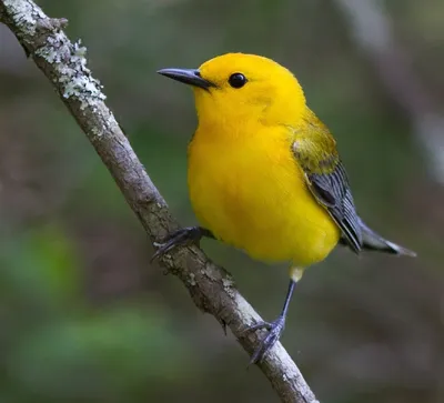 Желтая маленькая птица - 71 фото