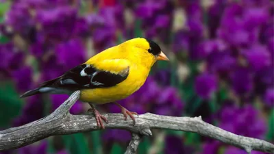 Птицы помогут от стресса | ТБН