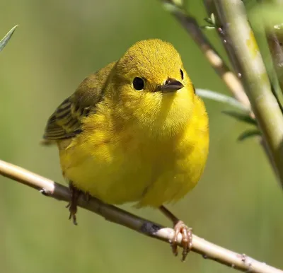 Красивые желтые птицы (56 фото) - красивые фото и картинки pofoto.club