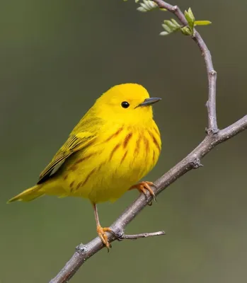 Красивые желтые птицы влюбленности Стоковое Изображение - изображение  насчитывающей красивейшее, влюбленность: 123875951