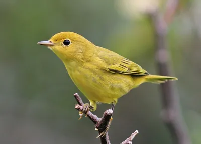 Лесные птицы желтого цвета - картинки и фото poknok.art