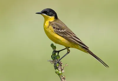 Желтая певчая птица - 70 фото
