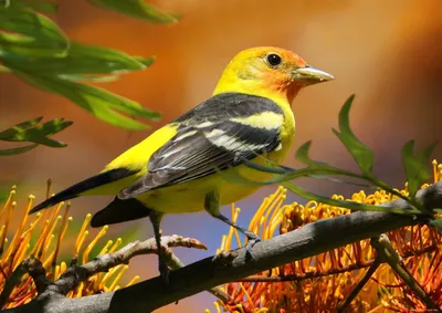Желтая птица с красным клювом, Иволговые Стоковое Фото - изображение  насчитывающей взорвать, глаз: 139655130