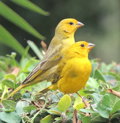 Желтые птицы фото фото