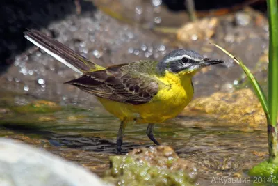 Желтого цвета птицы - картинки и фото poknok.art