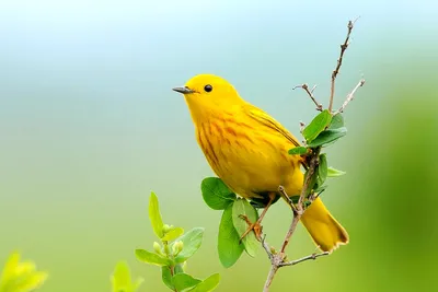 Птицы с желтой грудкой: названия, описание, ареал обитания - Animallist.ru