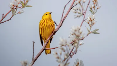 Желтые птицы стоковое изображение. изображение насчитывающей красно -  50576609