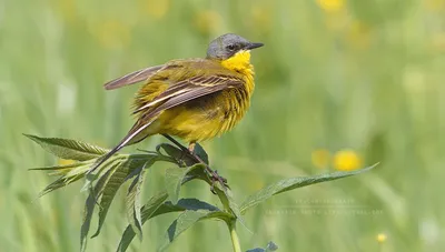 Желтая птица с серыми крыльями - 66 фото