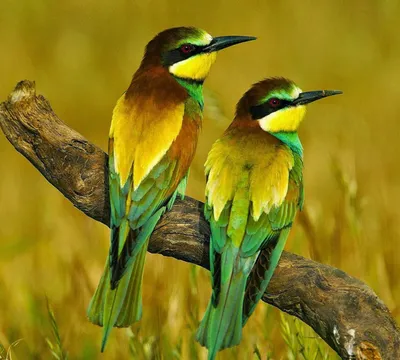 Желтая птица (46 лучших фото)