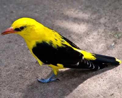Ярко желтая птица с черными крыльями - 70 фото
