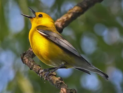 Птица с желтыми ногами - 63 фото