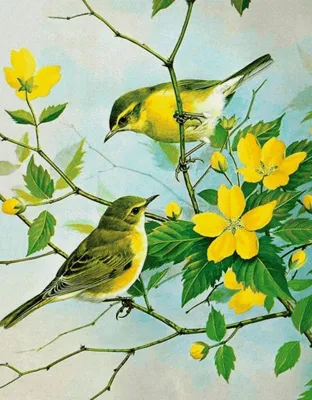 Желтые птицы лета. Фотограф Snowrain