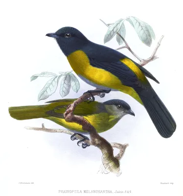 две желтые птицы сидят на ветке, фото самца и самки иволги фон картинки и  Фото для бесплатной загрузки