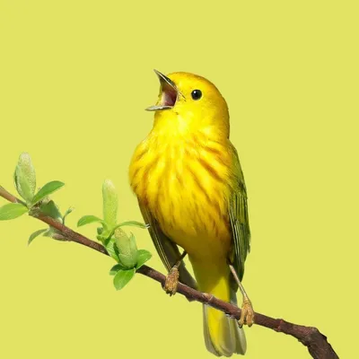 Желтая птица в 2023 г | Желтые птицы, Рисунки, Птицы