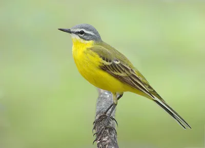 Жёлтая трясогузка | Певчие птицы-птицы России