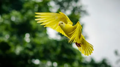 Желтые птицы лета. Remastered