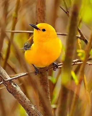 Желтая маленькая птица - 71 фото