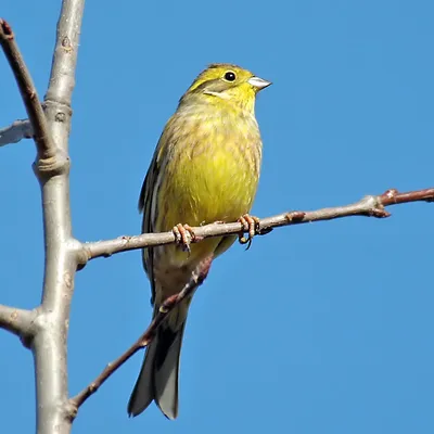 Большая птица с желтым брюшком - 74 фото